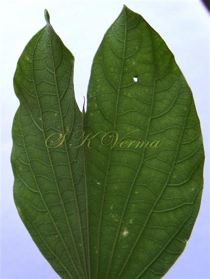  Leaf with appendage